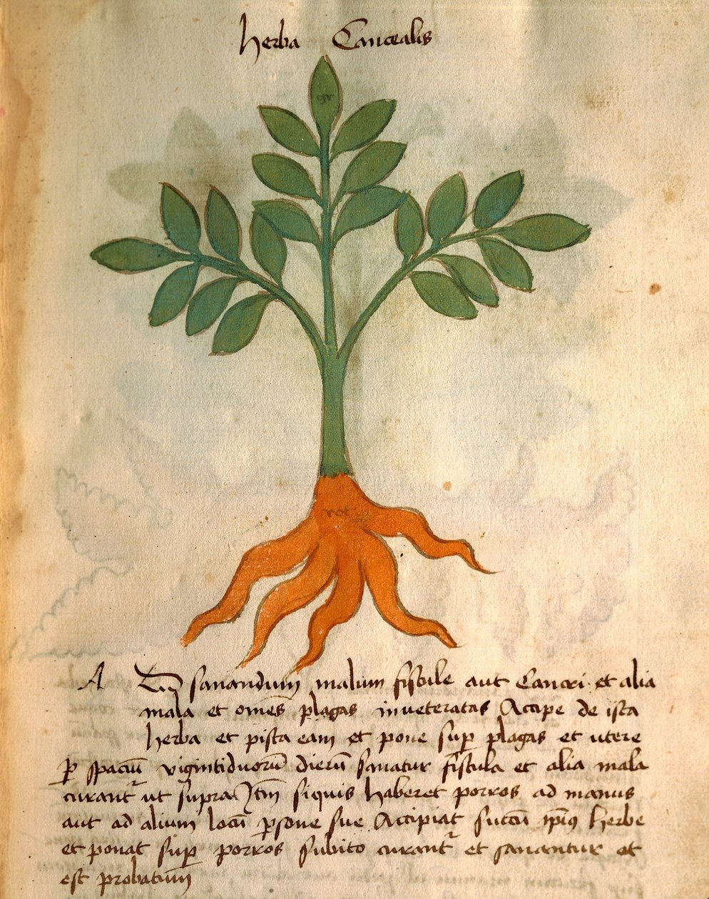 Herba Cancealis door Italian School