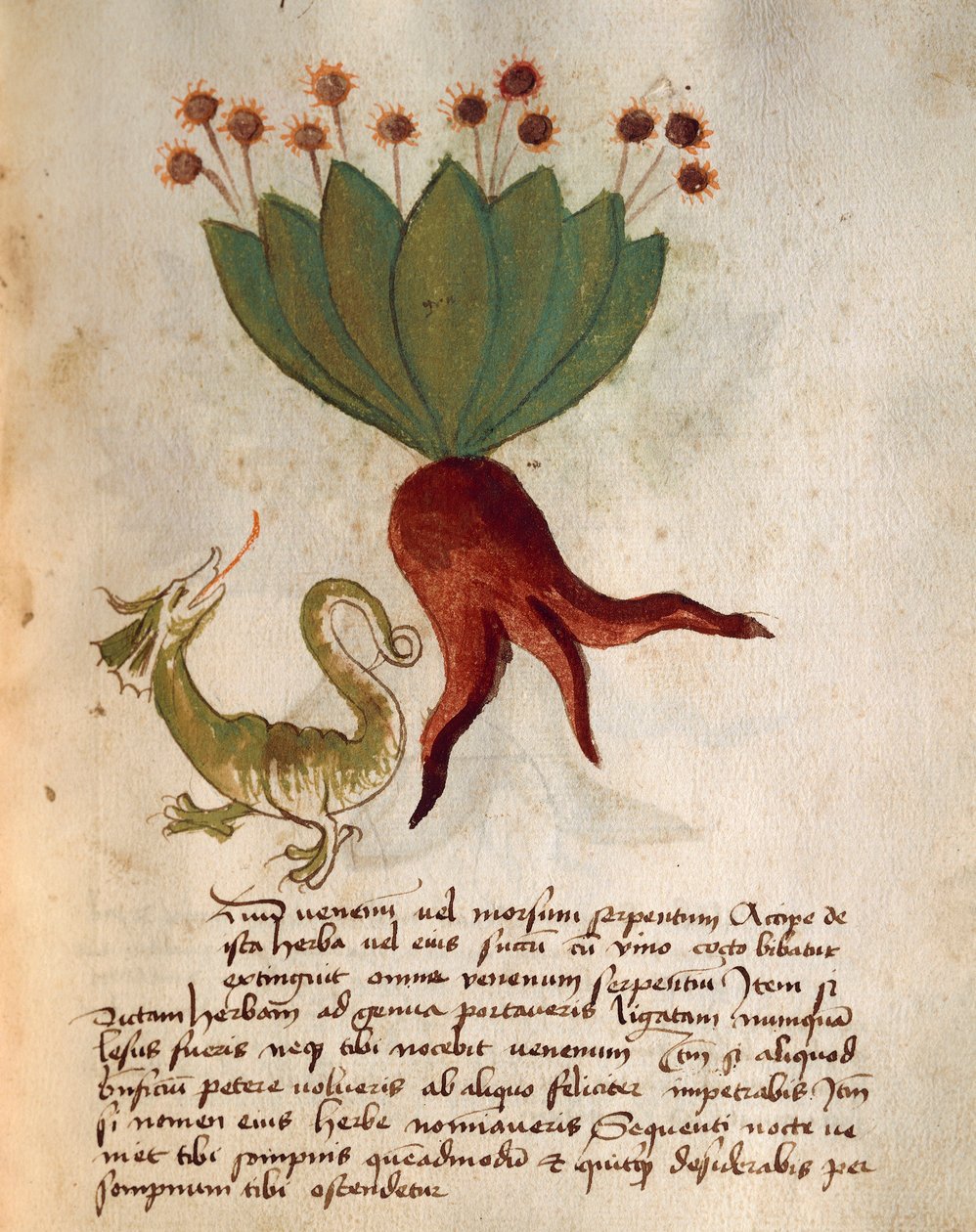Herba Vermicularia door Italian School