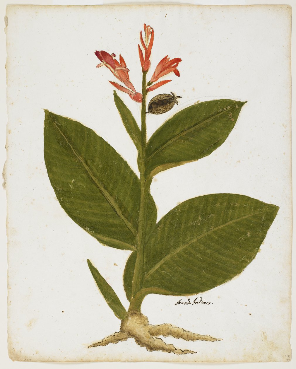 Indisch Schot (Canna indica) door Italian School