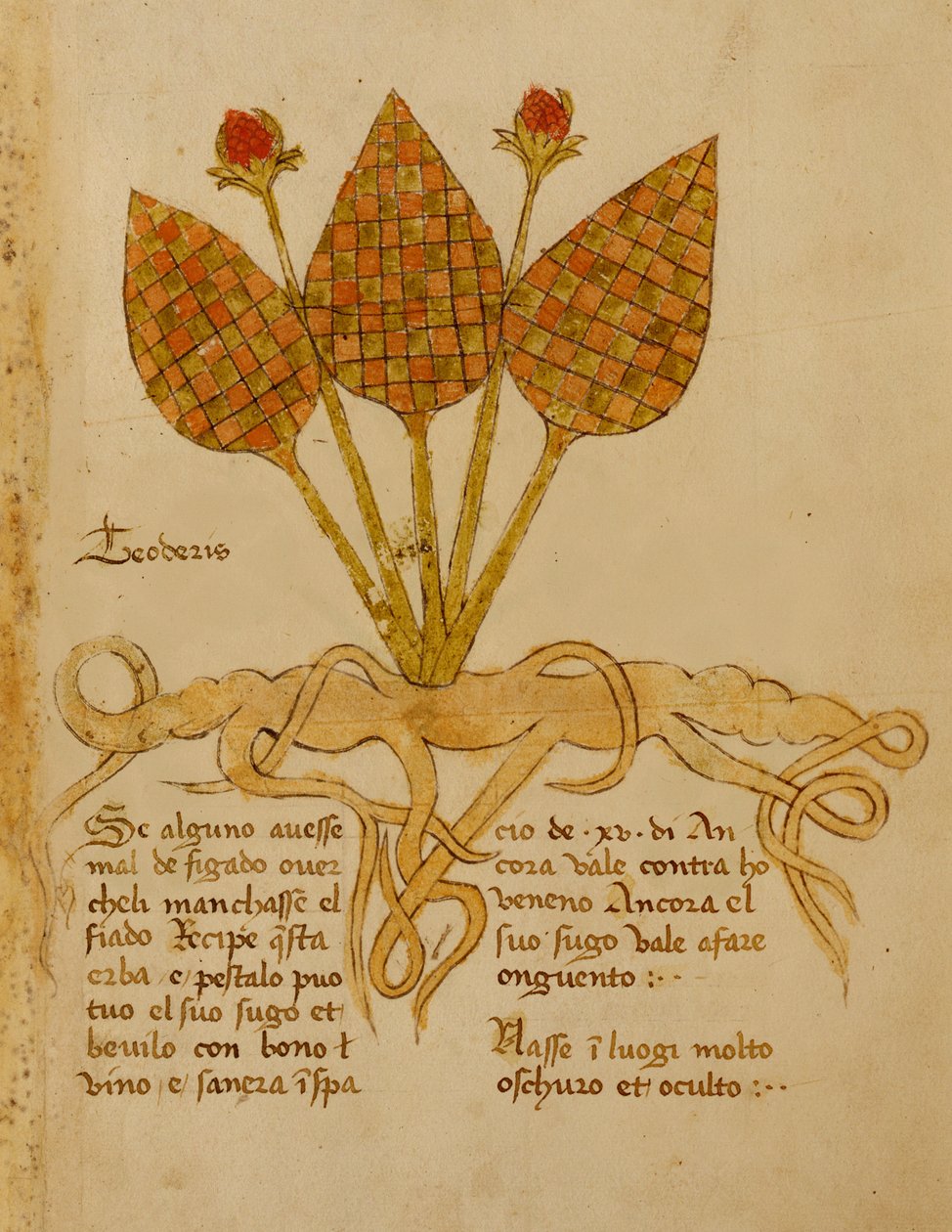 Ms 1591 Fol.19r Herba Teoderis door Italian School
