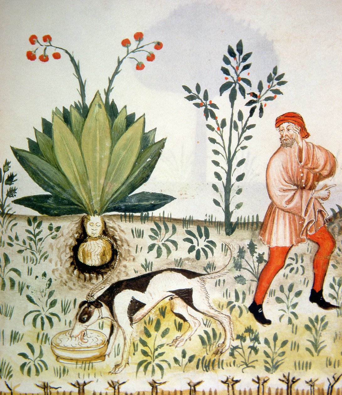Nova 2644 fol.40r Mandragora, uit Tacuinum Sanitatis door Italian School
