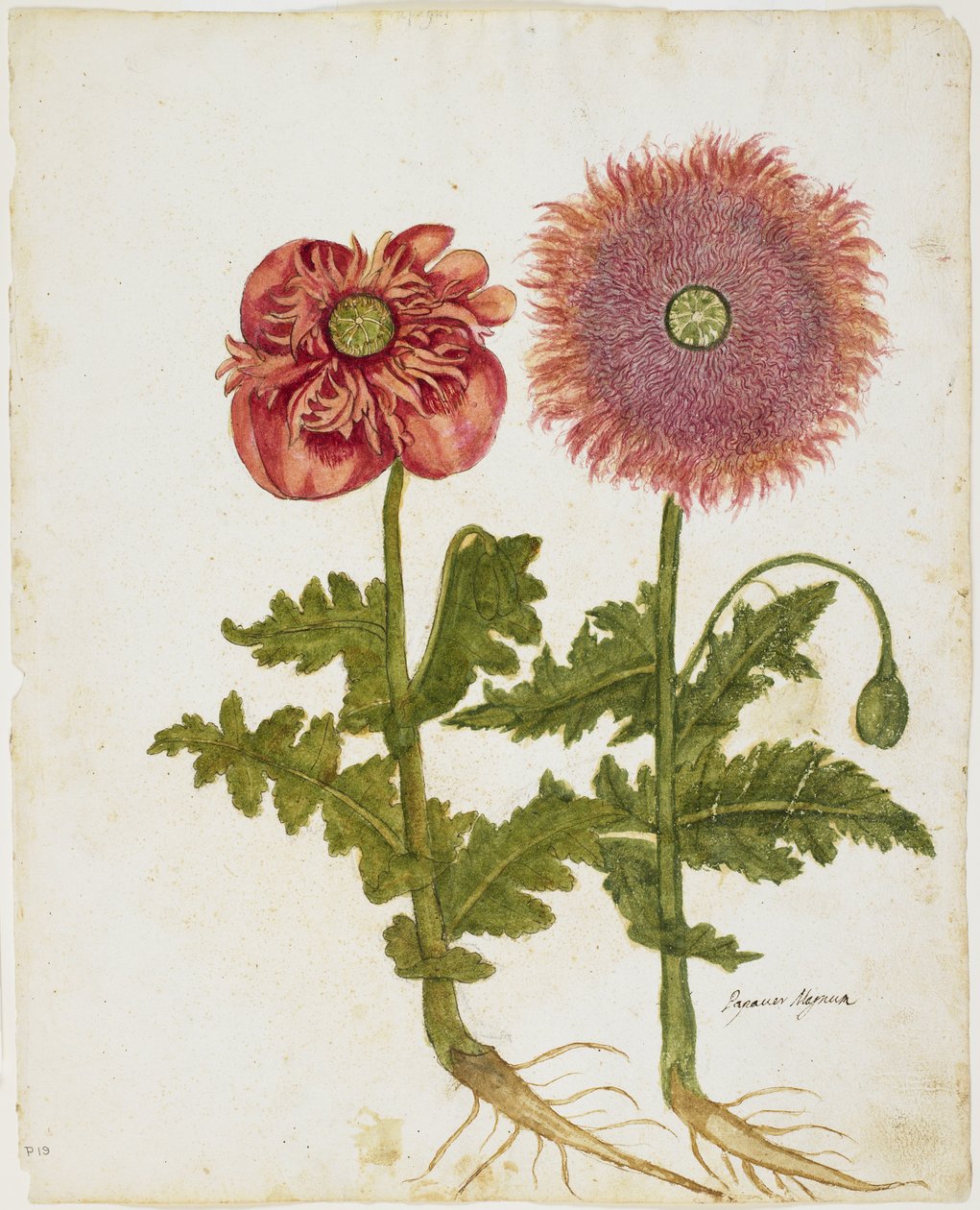 Klaprozen (Papaver spp.) door Italian School