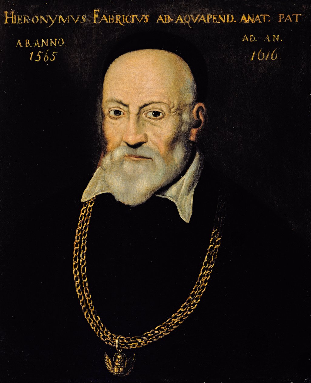 Portret van Hieronymus Fabricius door Italian School