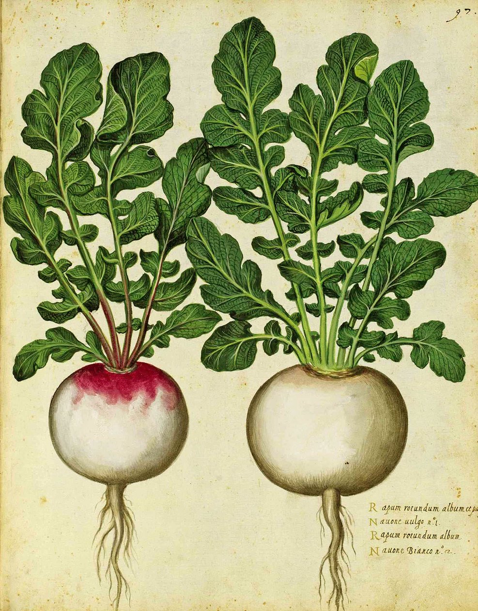 Knolraap door Ulisse Aldrovandi door Italian School