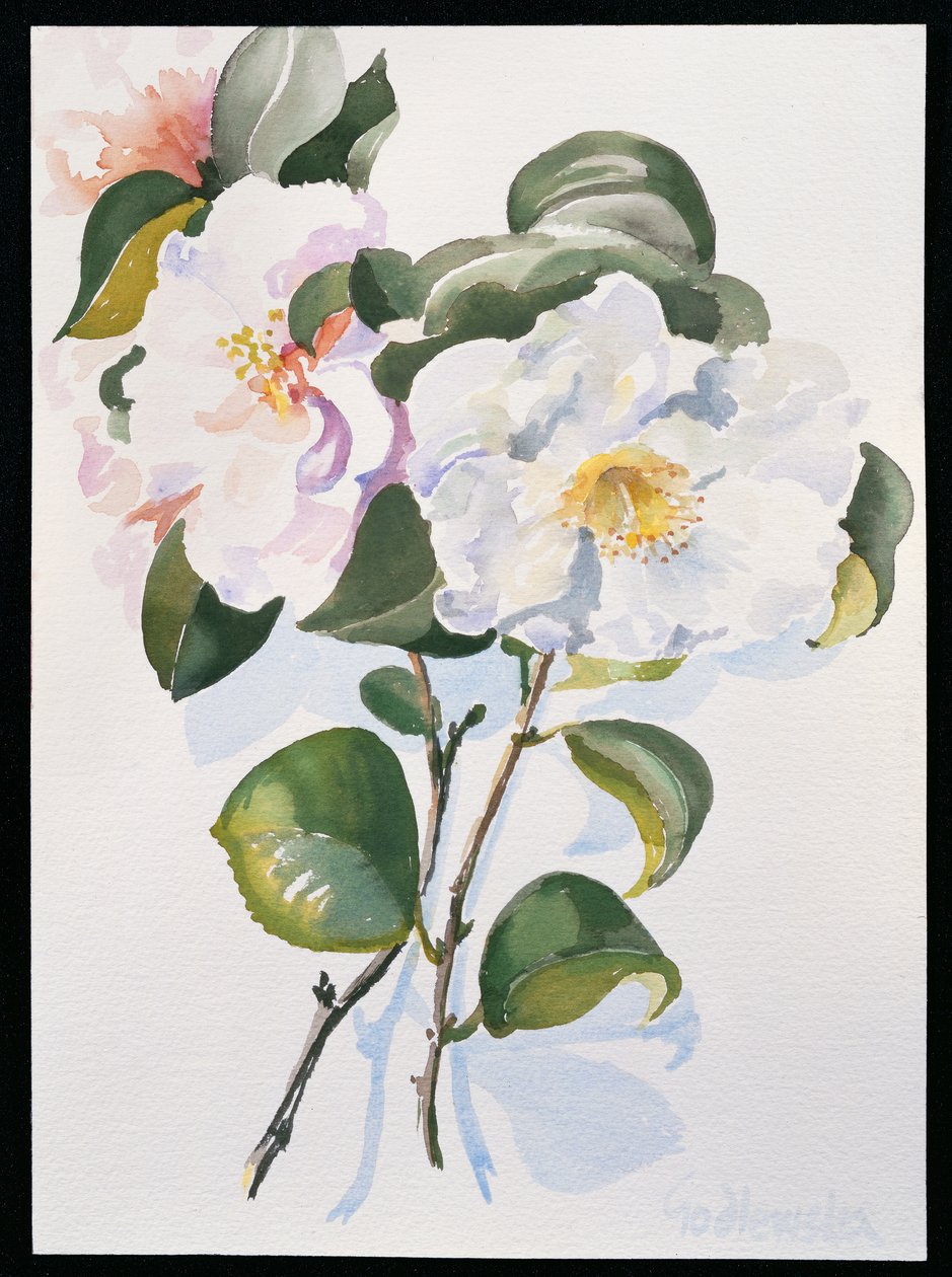Camelia door Izabella Godlewska de Aranda