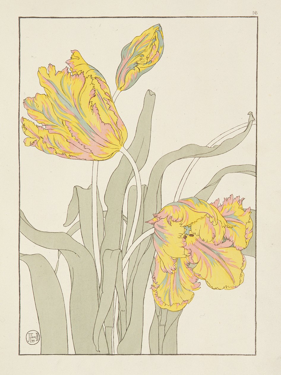 Tulp door J. Foord, plaat 16 uit Decorative Flower Studies, 1899 door J. Foord