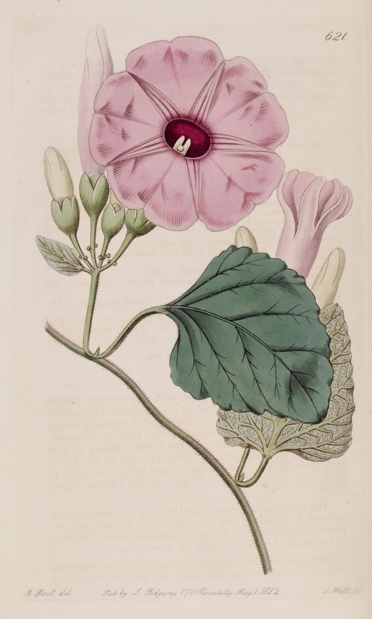 Ipomoea jalapa door J.Sims