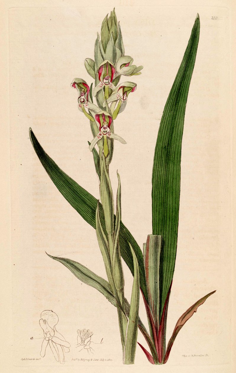 Illustratie van Disa cernua (als syn. Disa prasinata) door Jams  Watts