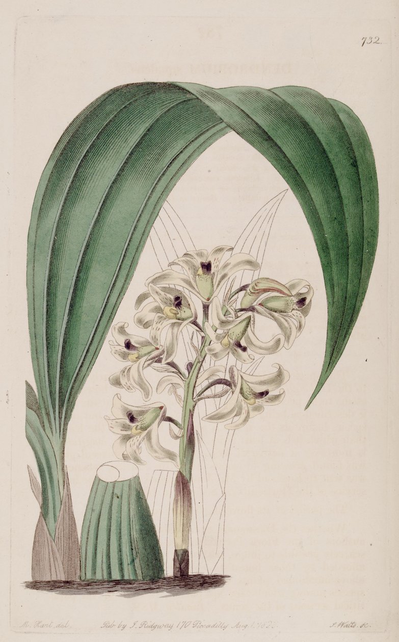 Illustratie van Xylobium squalens (als syn. Dendrobium squalens) door Jams  Watts