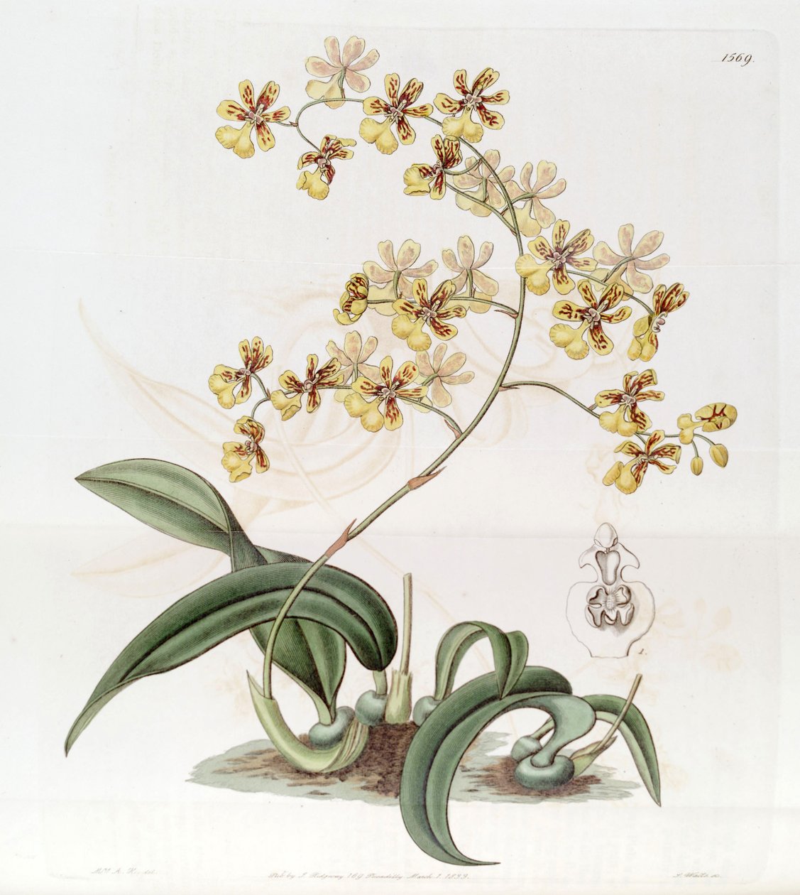 Oncidium auricula of Oncidium harrisonianum door Jams  Watts