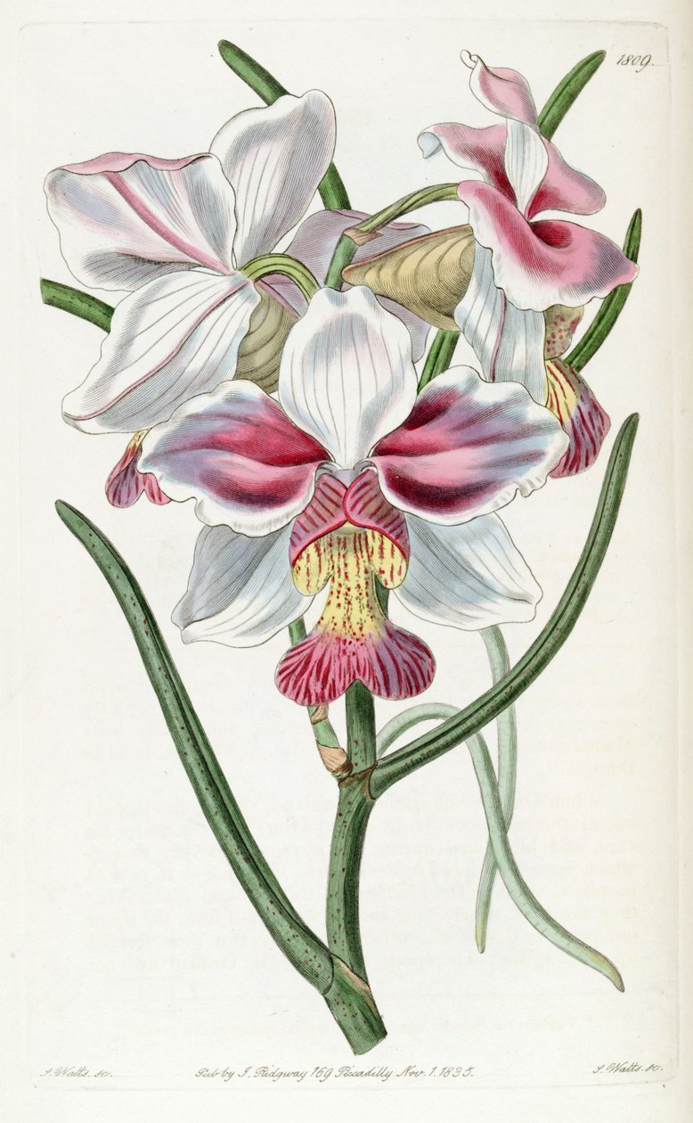 Papilionanthe teres (als syn. Vanda teres) door Jams  Watts