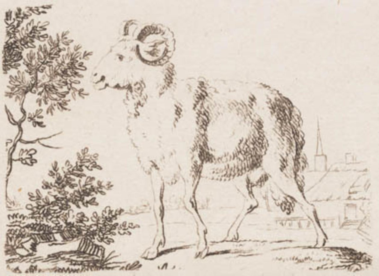 Een ram door J.F. Clemens