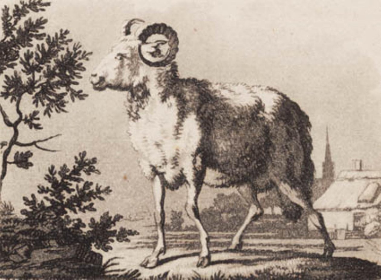 Een ram door J.F. Clemens