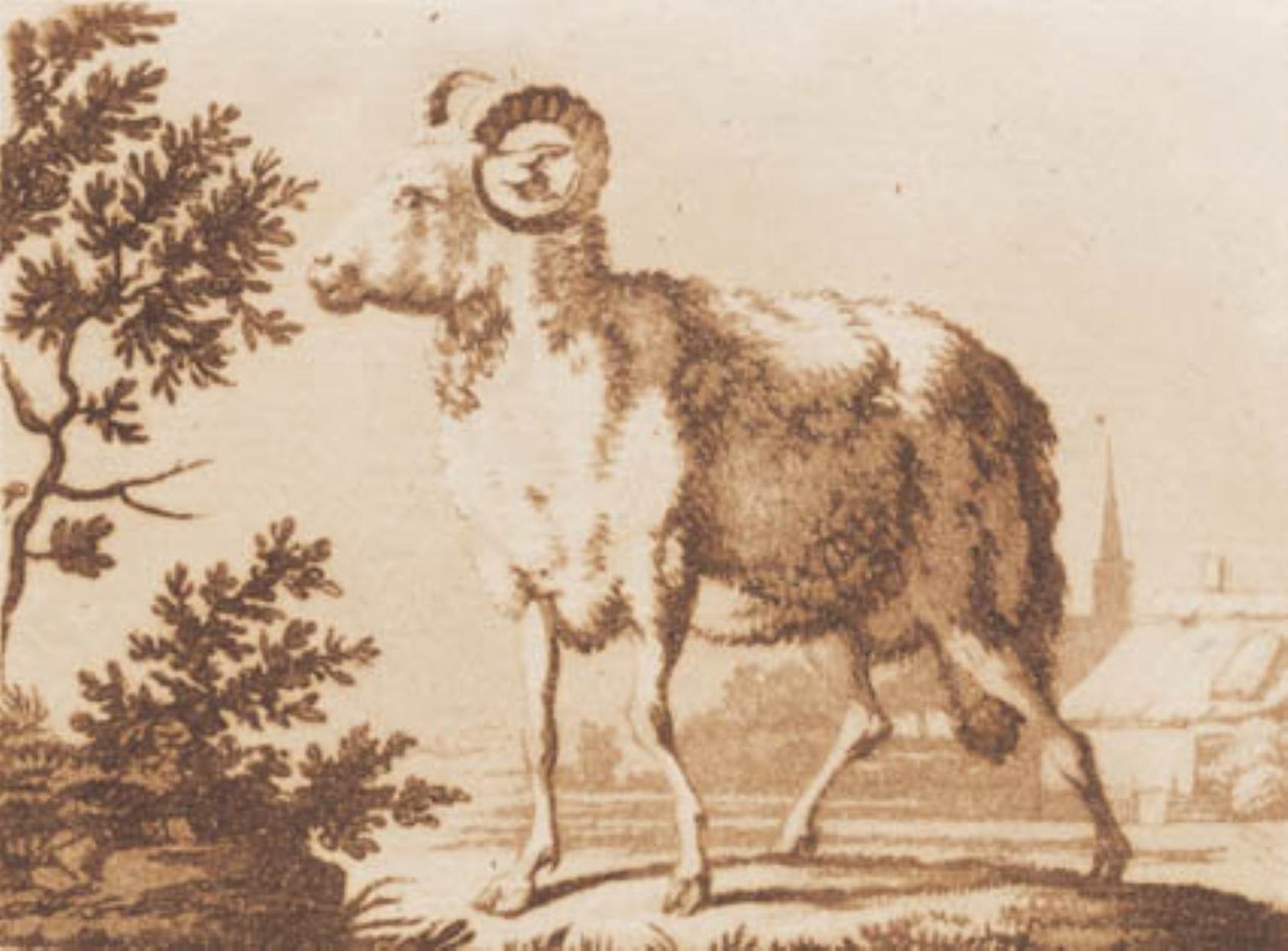 Een ram door J.F. Clemens