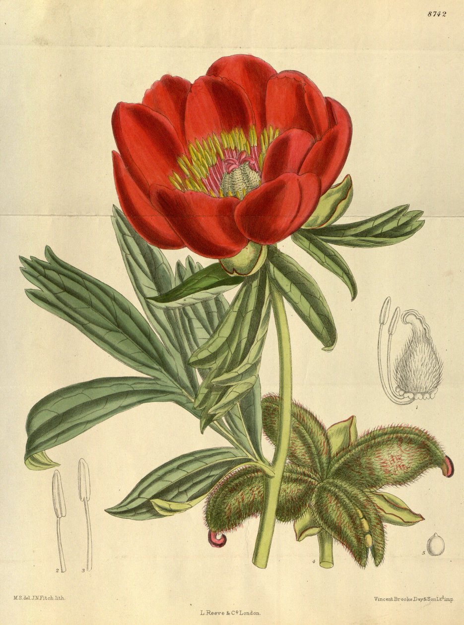 Paeonia peregrina, Paeoniaceae door J.N. Fitch