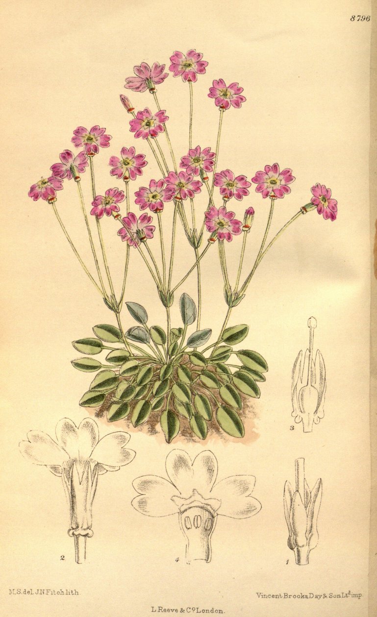 Primula tibetica, Primulaceae door J.N. Fitch