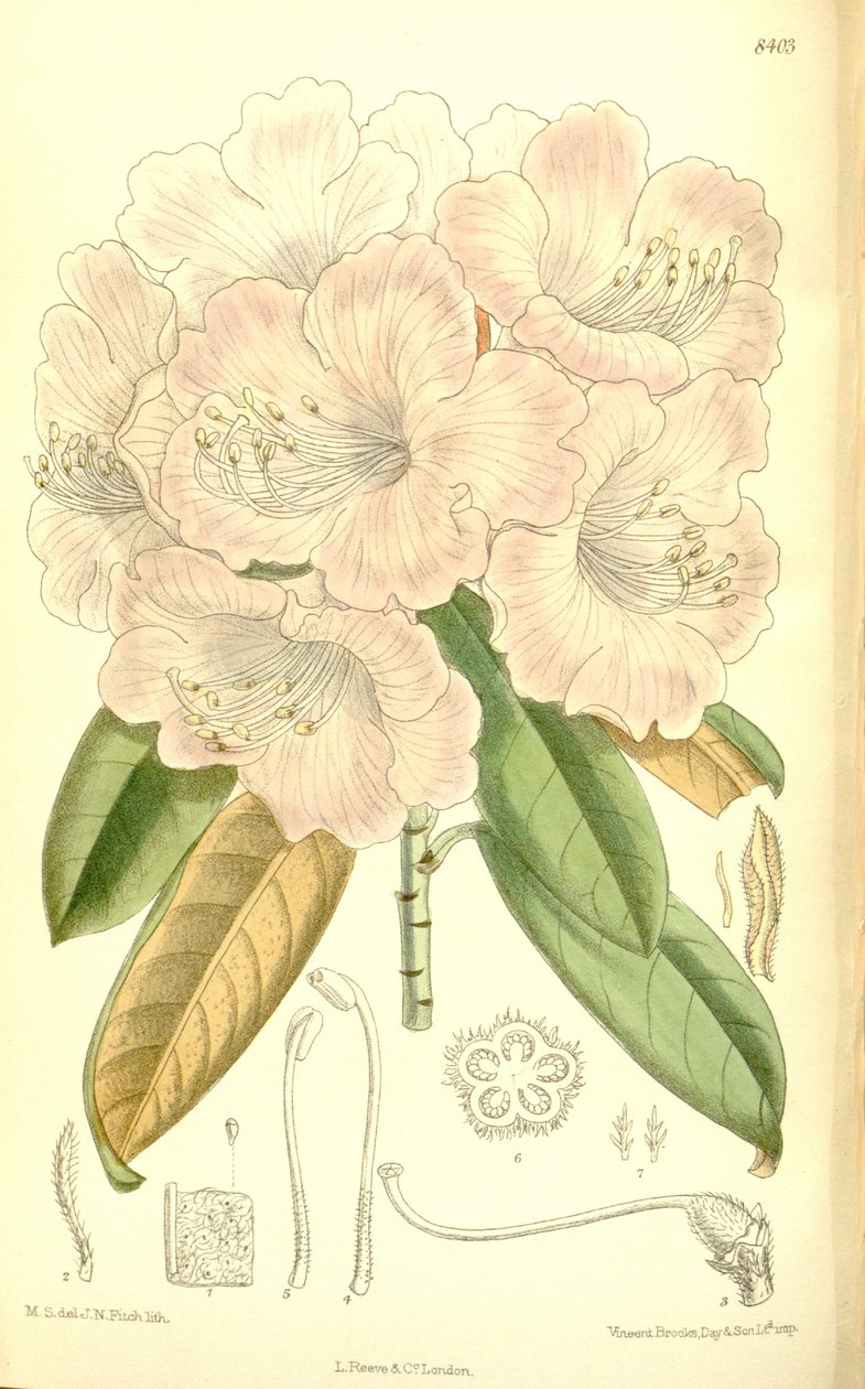 Rhododendron japonicum door J.N. Fitch