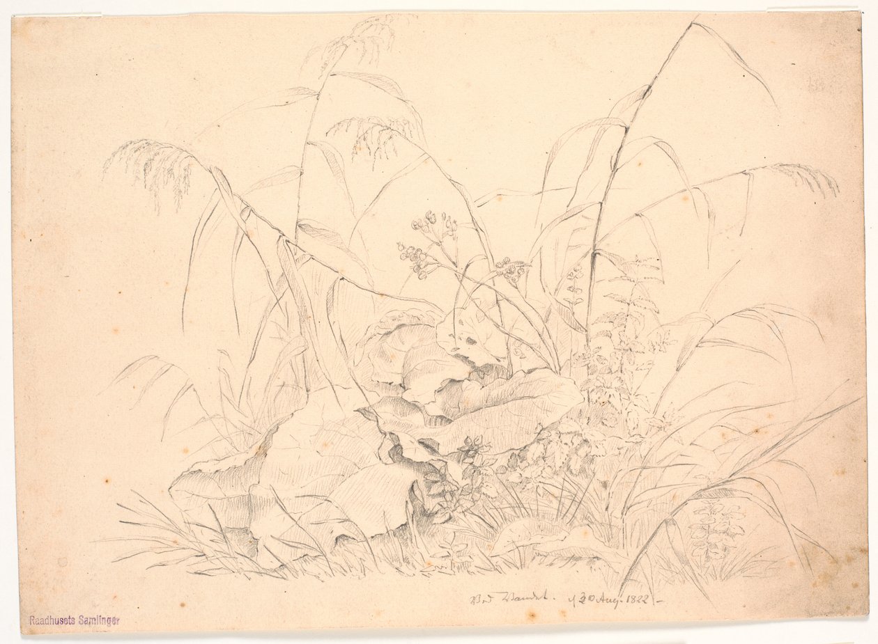 Plantenstudie. Riet en zuring door J.P. Møller