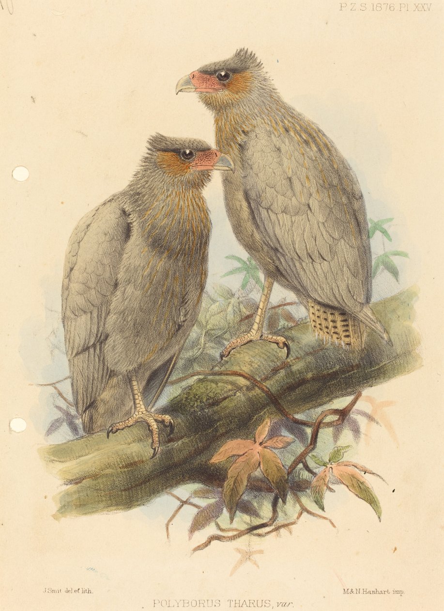 Polyborus Tharus, Var. door J. Smit