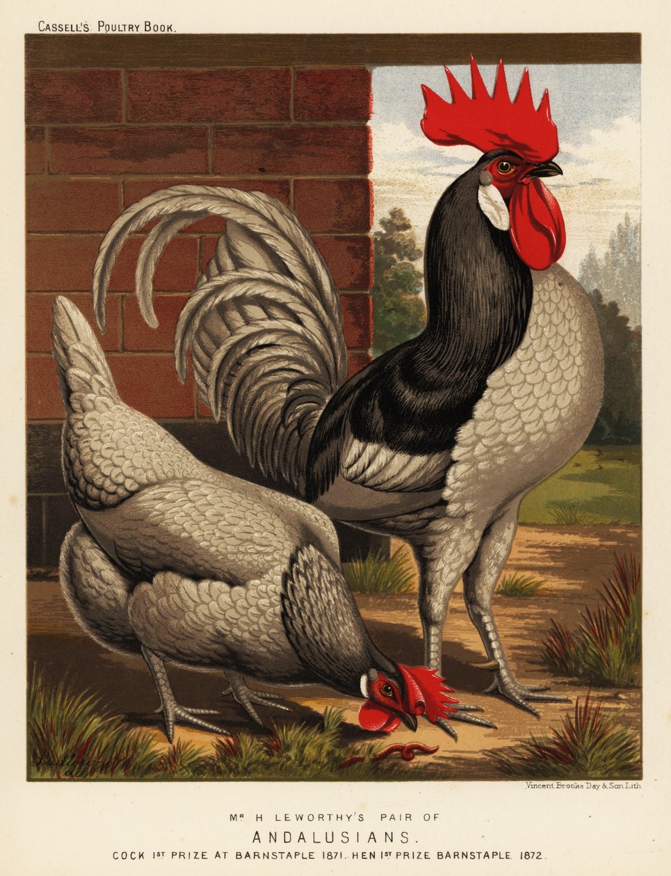 Andalusische kippen door J. W. (after) Ludlow