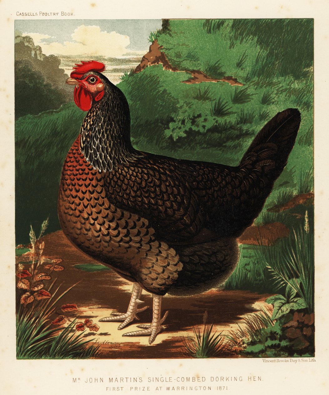 Enkelkamige Dorking hen door J. W. (after) Ludlow