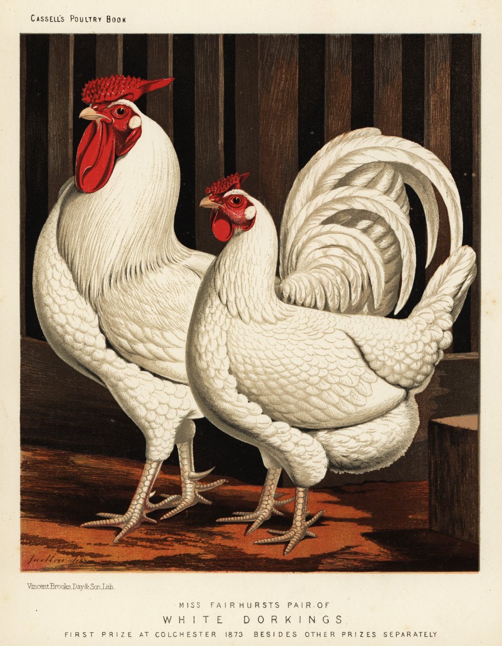 Witte Dorking kip door J. W. (after) Ludlow