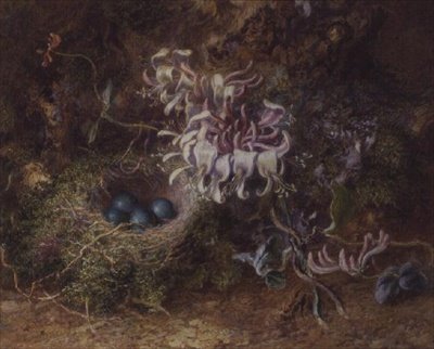 Vogelnest en kamperfoelie door Jabez Bligh