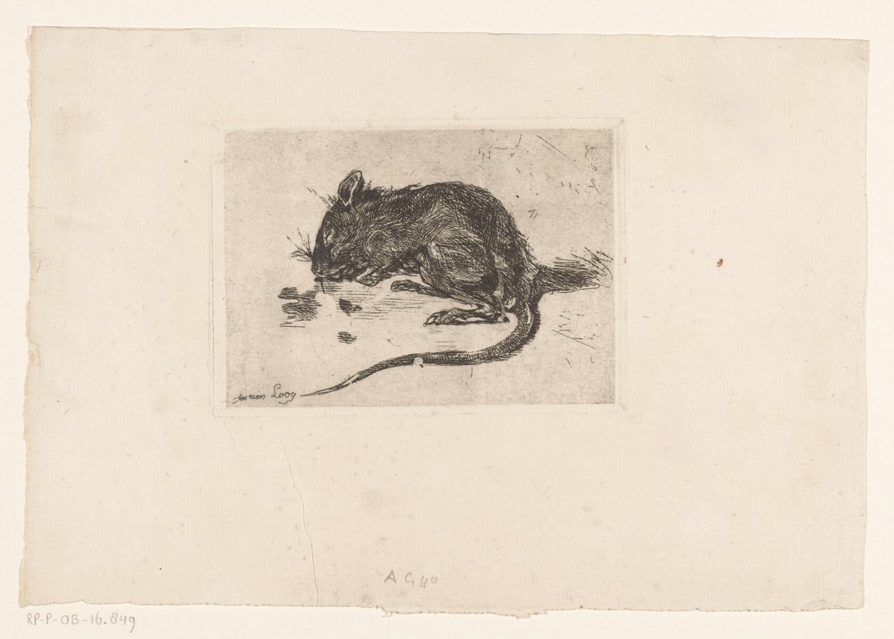 Muis door Jac van Looij