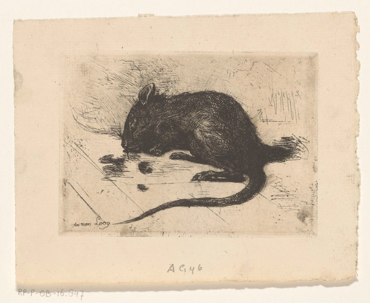 Muis door Jac van Looij