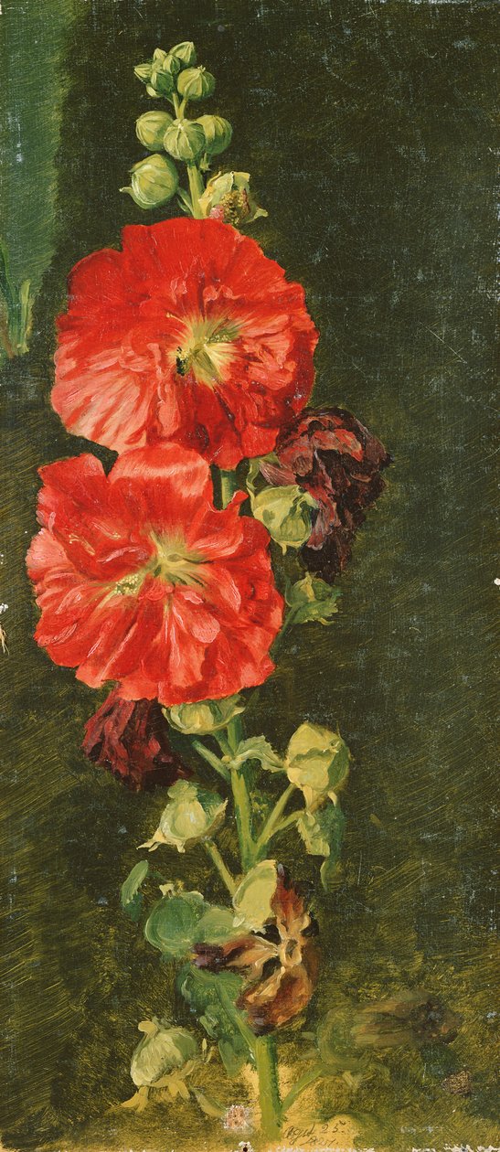 Een Stokroos, 1827 door Jacob Gensler
