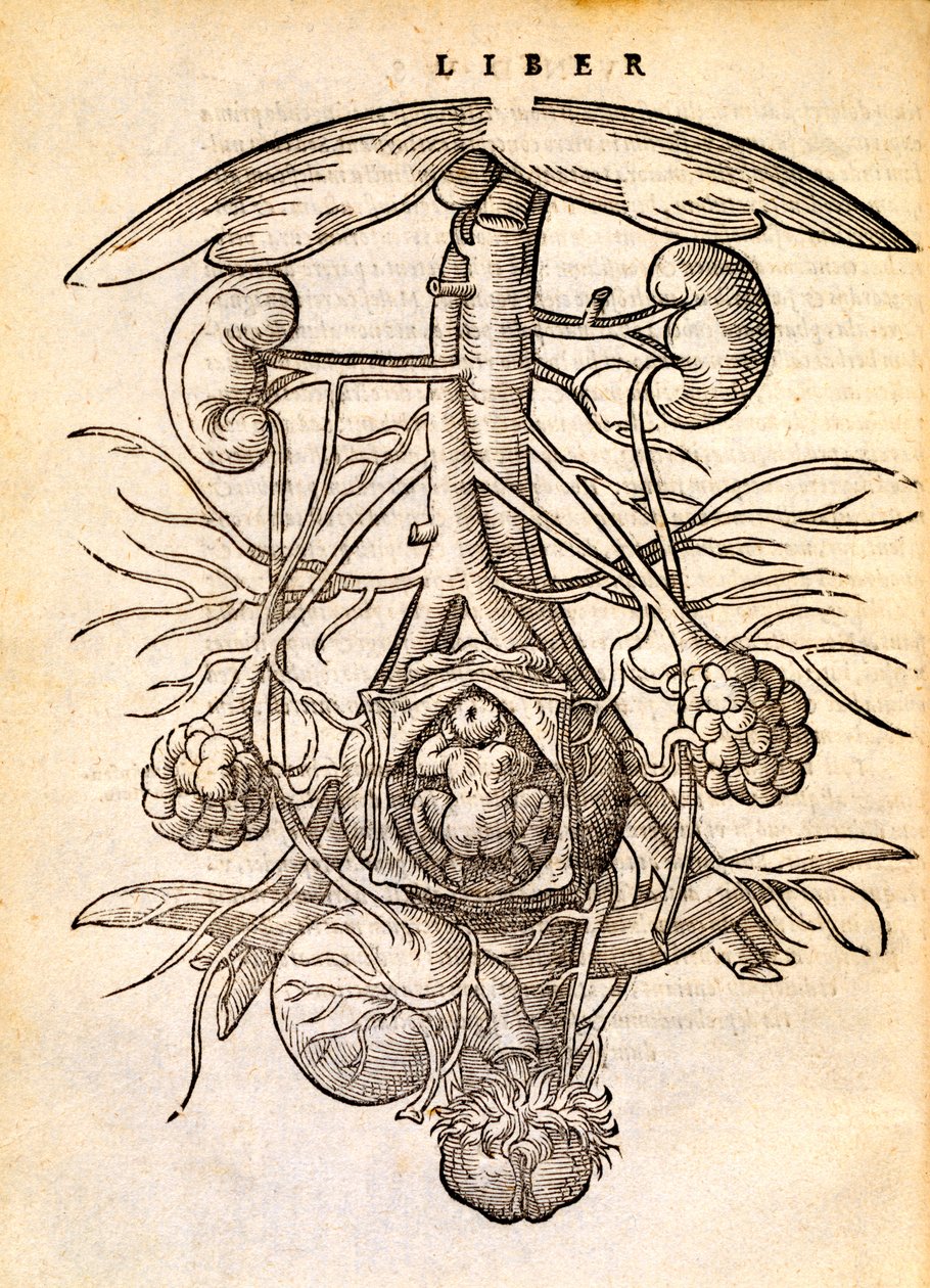 Zwangerschap vrouwelijk voortplantingssysteem, 1554 door Jacob Rueff