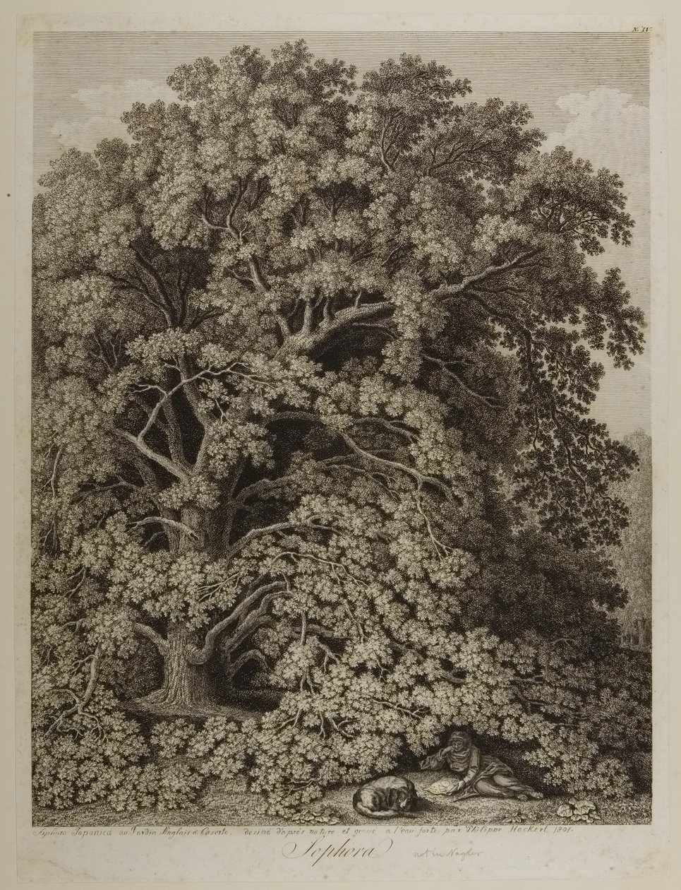 Sophora door Jacob Philippe Hackert