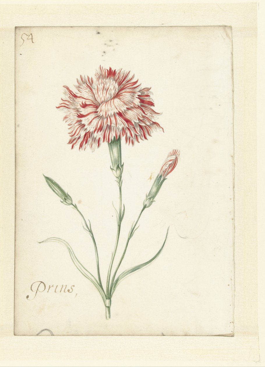 Anjer door Jacob Marrel (possibly)