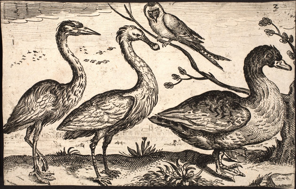 Reiger, lepelaar, vogel en gans door Jacob Matham
