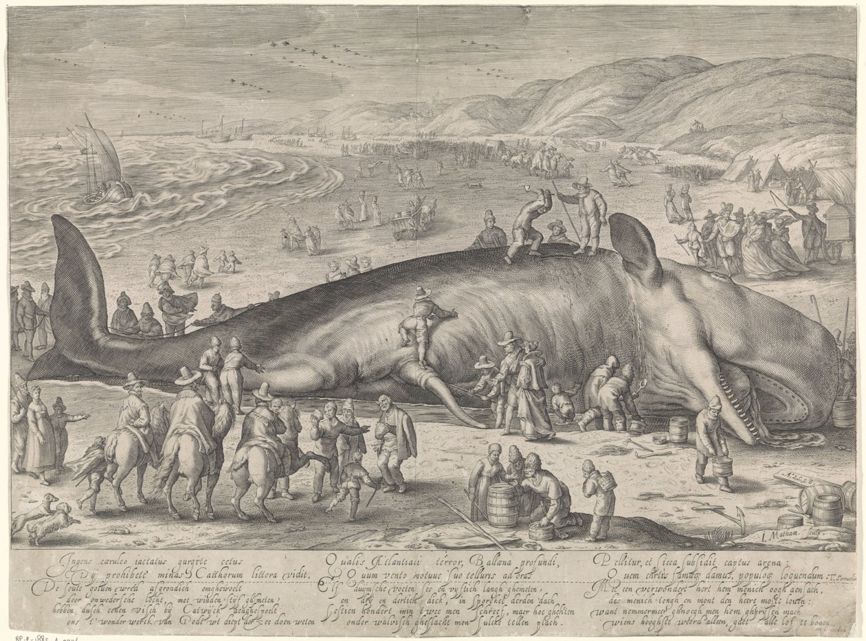 Walvis gestrand bij Berckhey, 1598 door Jacob Matham