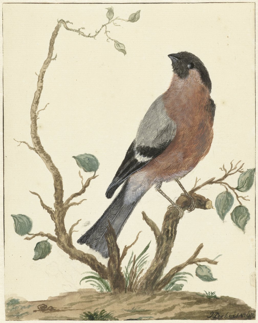 Goudvink door Jacob Perkois