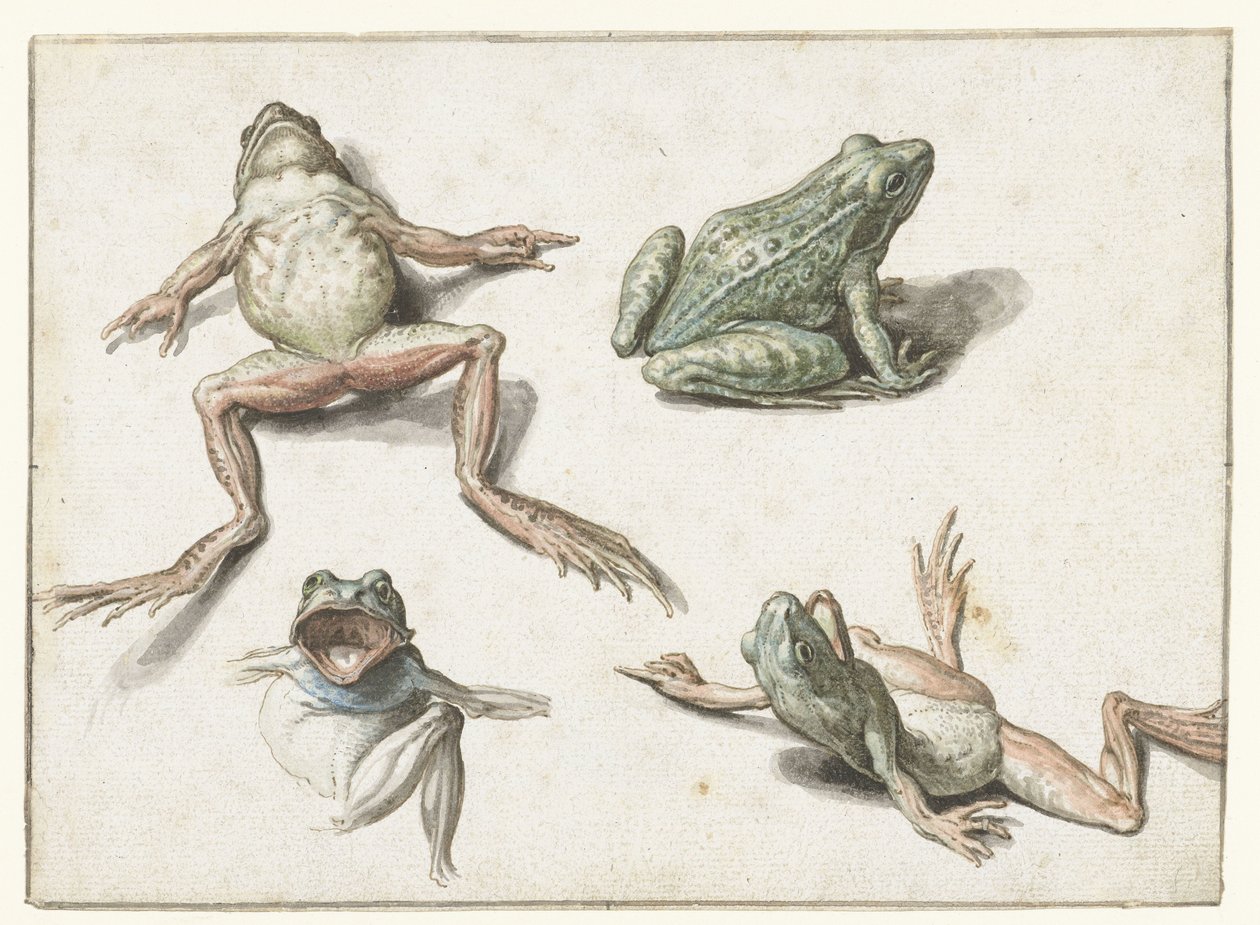 Vier studies van een kikker door Jacob de Gheyn (II)