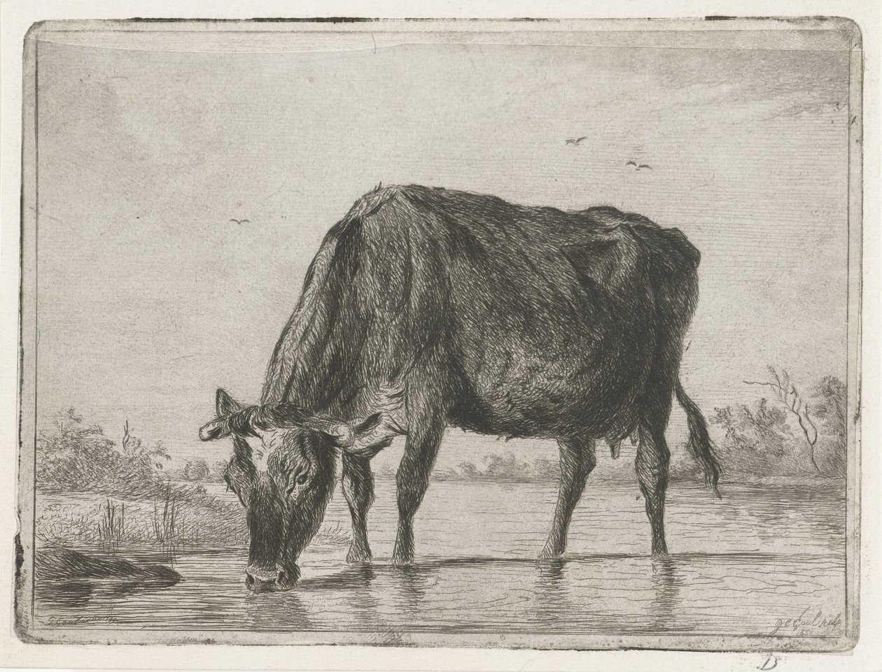 Drinkende koe door Jacobus Cornelis Gaal