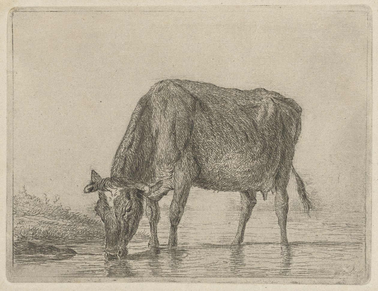 Drinkende koe door Jacobus Cornelis Gaal