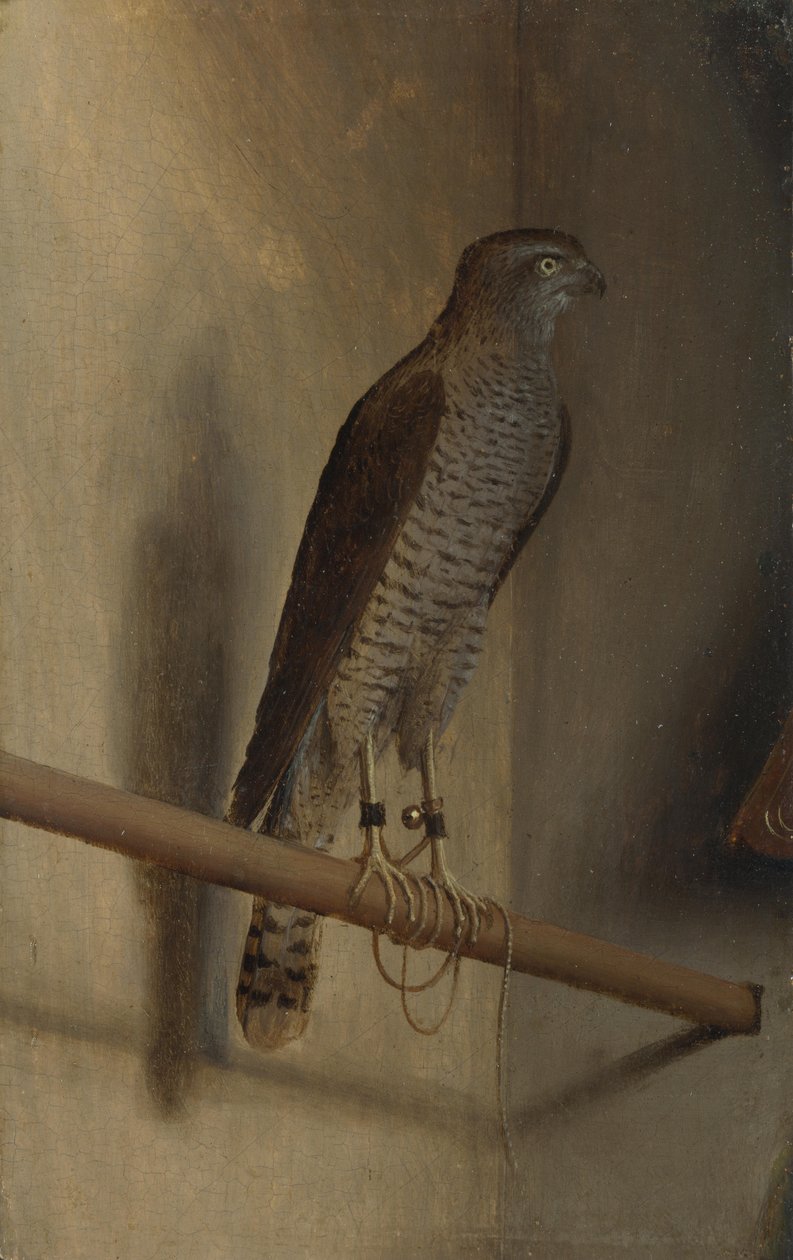 Een sperwer door Jacopo de Barbari