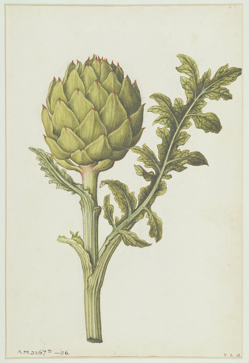 Artisjok: Cynara scolymus, ca. 1568 door Jacques Le Moyne