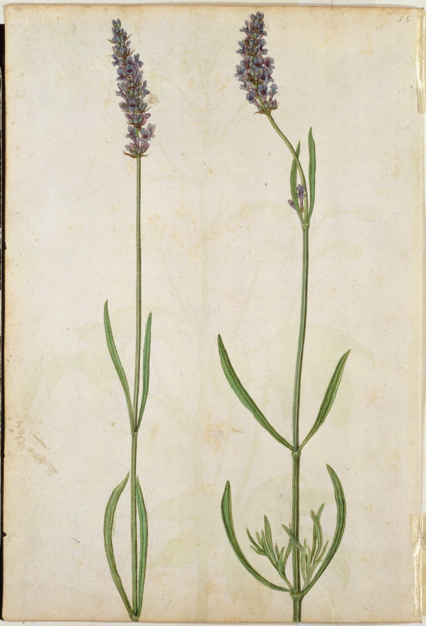 Lavandula officinalis (Oude Engelse Lavendel), c.1568 door Jacques Le Moyne