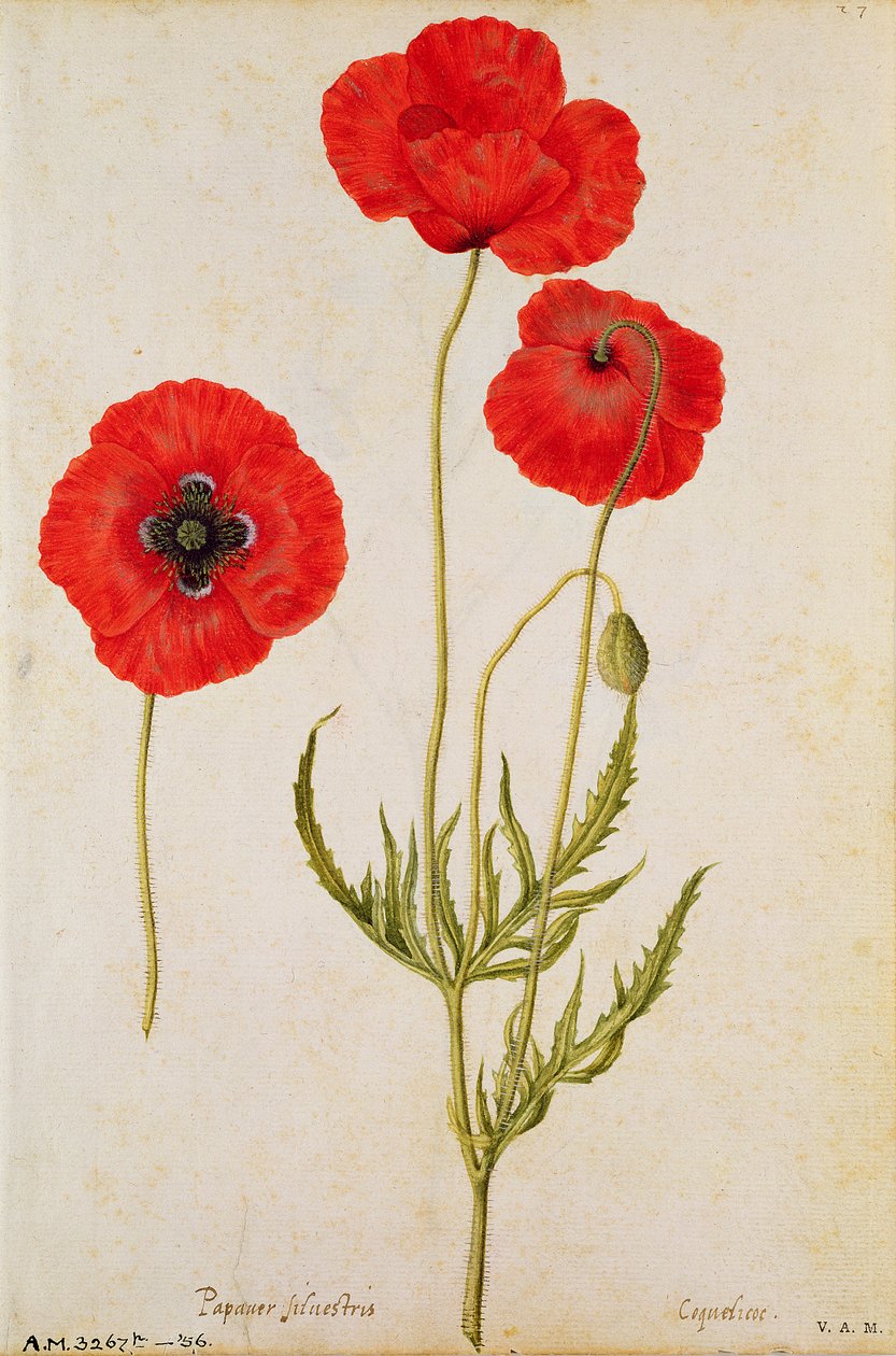Papaver rhoeas, ca. 1568 door Jacques Le Moyne