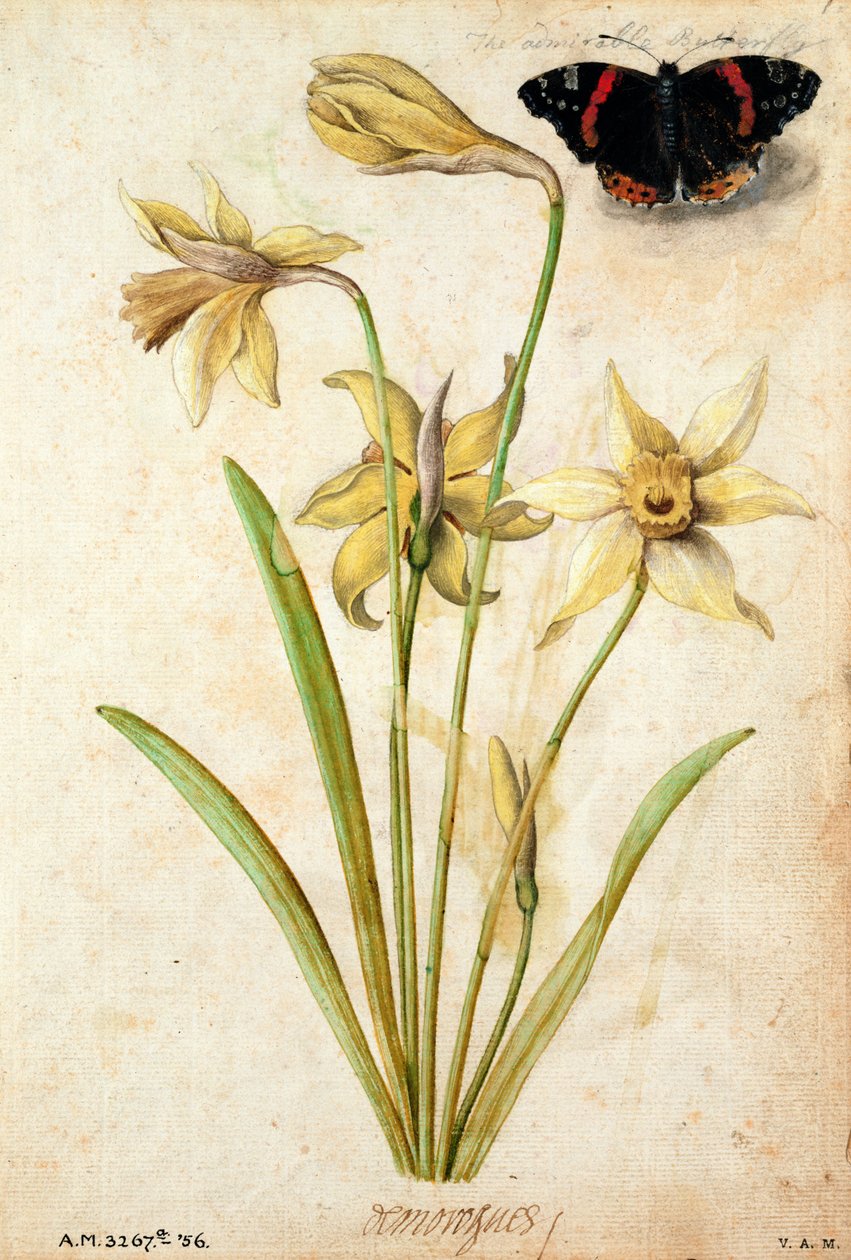 Wilde Narcis en Rode Admiraal door Jacques Le Moyne