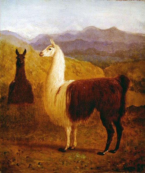 Twee Lama