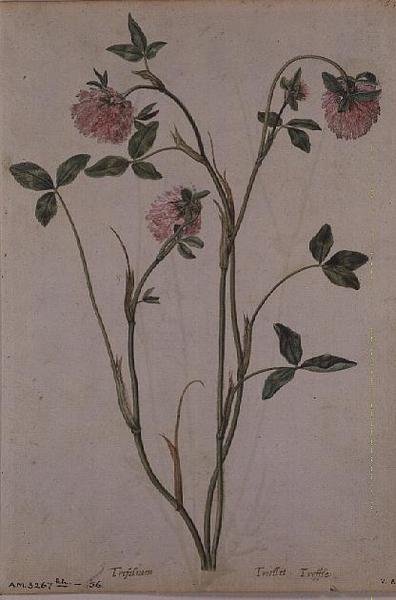 Triflorium pratense, c.1568 door Jacques  Le Moyne