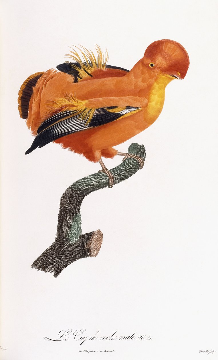 Mannelijke rotshaan door Jacques Barraband