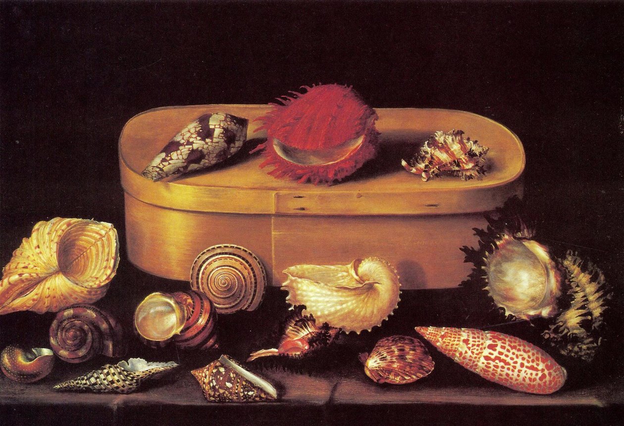 Stilleven met schelpen door Jacques Linard