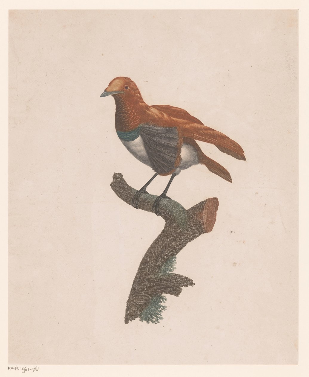 Vogel op een tak door Jacques Louis Perée