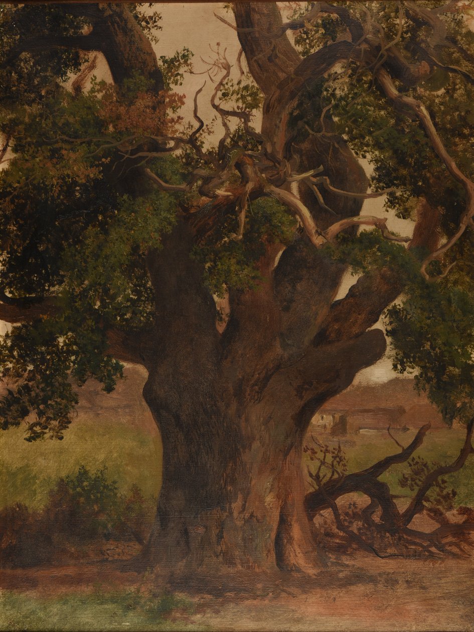 Le Vieux chêne (studie) door Jacques Raymond Brascassat